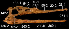 Череп ISI R42, образец, принадлежащий Parasuchus hislopi