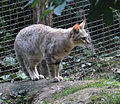 African wildcat