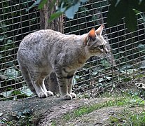 Asiatische Wildkatze (Felis lybica ornata)