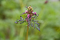 Pedicularis chamissonis var. japonica 04.jpg