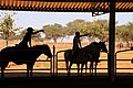 * Farmen in Namibia