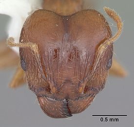 Голова муравья Pheidole megacephala