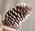 Pinus montezumae samičí šištice (šiška) zboku.