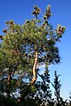 Kalabrische Kiefer (Pinus brutia)