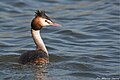 Podiceps cristatus 123.jpg