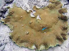 Porites lichen