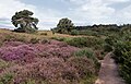 Posbank - heathland, shrubs and trees