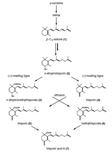 Postulated biosynthesis of trisporic acid B Postulated biosynthesis of trisporic acid B (van den Ende, 1976; Sutter et al., 1989; modified).png