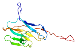 Protein CEACAM8 PDB 2dks.png