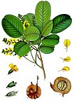 Pterocarpus santalinus — Сандаловое дерево