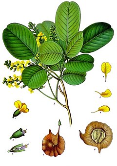 Description de l'image Pterocarpus_santalinus_-_Köhler–s_Medizinal-Pflanzen-114.jpg.