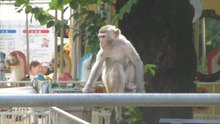 File:Rhesus macaque - 20160710.webm