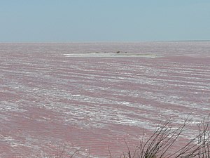 Durch D. salina rosa bis orange gefärbte Sole des Sywaschsees im nordwest­lichen Teil der Halb­insel Krim