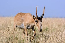 Sustol (Saiga tatarica)