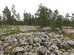 Sammallahdenmäki cairn. Forest in the background.