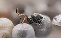 Guêpe samourai (Trissolcus japonicus) émergeant d'un œuf d'Halyomorpha halys (Pentatomidae) parasité.
