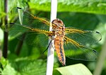 Libellula fulva – Weibchen