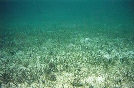Several Tripneustes in seagrass, Grahams Harbour, San Salvador Island, Bahamas