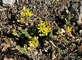 Scharfer Mauerpfeffer (Sedum acre)