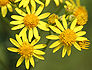 Senecio jacobaea 20070603w.jpg