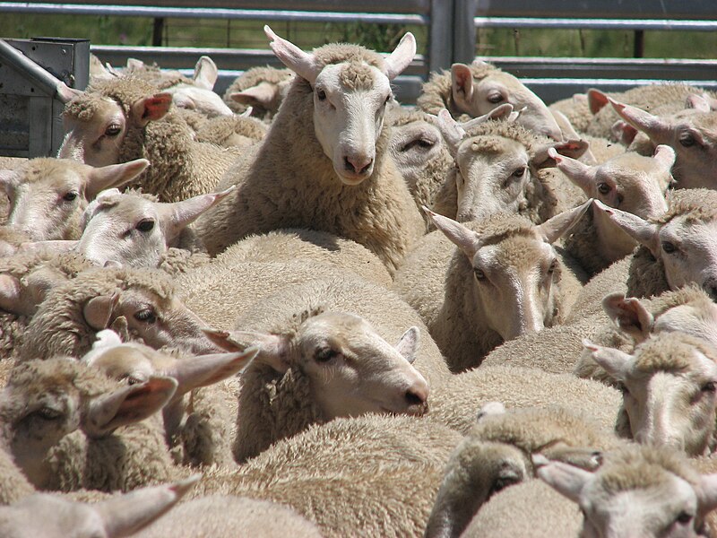 Fichier:Sheep mustering.jpg