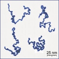 Одиночные полимерные цепи AFM.jpg