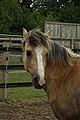 Photo de la tête d'un cheval dans son paddock.