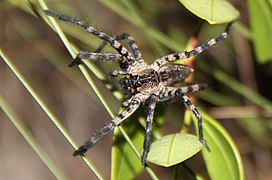 Lake Placid funnel wolf spider (Q949439)