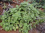 Plectranthus parviflorus