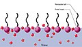 Pisipilt versioonist seisuga 7. detsember 2008, kell 03:14