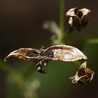 蒴果と黒褐色の表面に細かい粒状突起がある種子