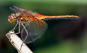 Une libellule « sympétrum à ailes jaunes d’or » (Sympetrum flaveolum). (définition réelle 2 567 × 1 574*)