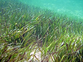 Turtle grass