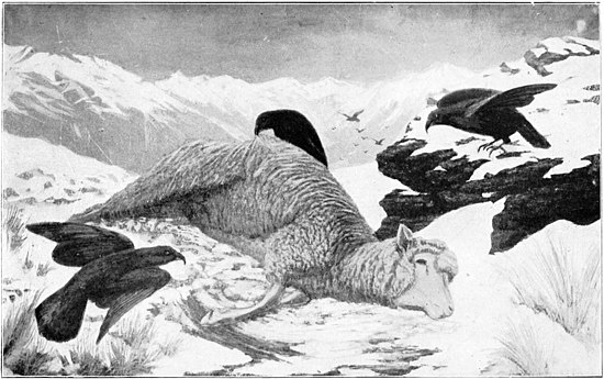 A dead sheep lying on a snowy mountain, with keas hovering around it, and a flight of other keas approaching,