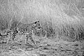 Ukázka somatolýzy u levharta skvrnitého (Panthera pardus) pohybujícího se v savaně.