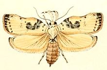 Tonica effractella