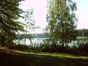 Trees near a lake. Tree at right is Betula pen...