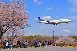 UNITED Airlines B747-400 is landing at Tokyo Narita Airport in cherry tree full bloom.
