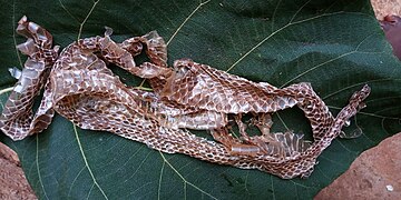 Peau de serpent après mue déposée sur une feuille dans champ au Bénin