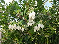 Vaccinium boninense 2. 
 JPG