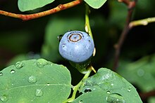 Oval-leaf blueberry on Mount Pilchuck Vaccinium ovalifolium 9376.JPG