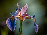 Hình thu nhỏ cho Iris versicolor