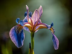 Iris sibirica dans un jardin à Bamberg, Allemagne.