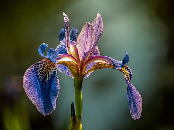 變色鳶尾（Iris versicolor），攝於德國班貝格的花園。