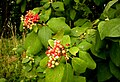 Viburnum lantana kalina tušalaj -Dr.Killer