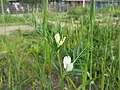 Vicia lutea.