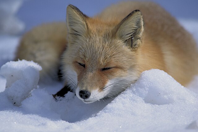 Црвена лисица спава у снегу.