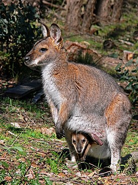 Рыже-серый валлаби (Notamacropus rufogriseus)