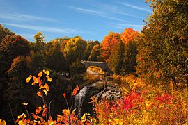 Feuillage entièrement doré à la mi-octobre (Ontario).