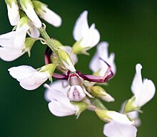Female Whitebanded Crab Spider (Misumenoides formosipes) on a white flower